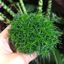Sagina (Irish Moss)